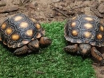 Zoológico de Quevedo